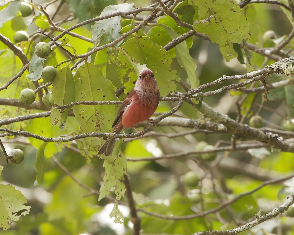 rosenparula - ML633480954