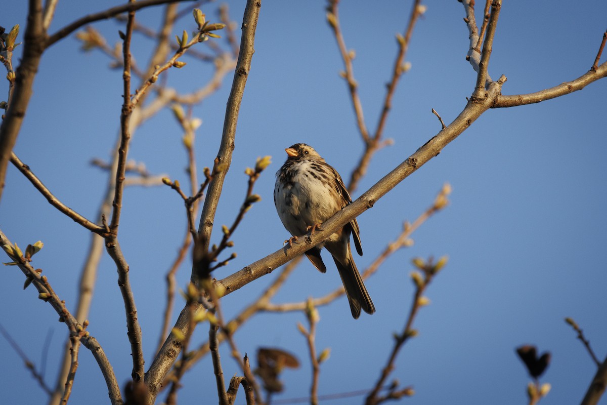 Harris's Sparrow - ML633480995