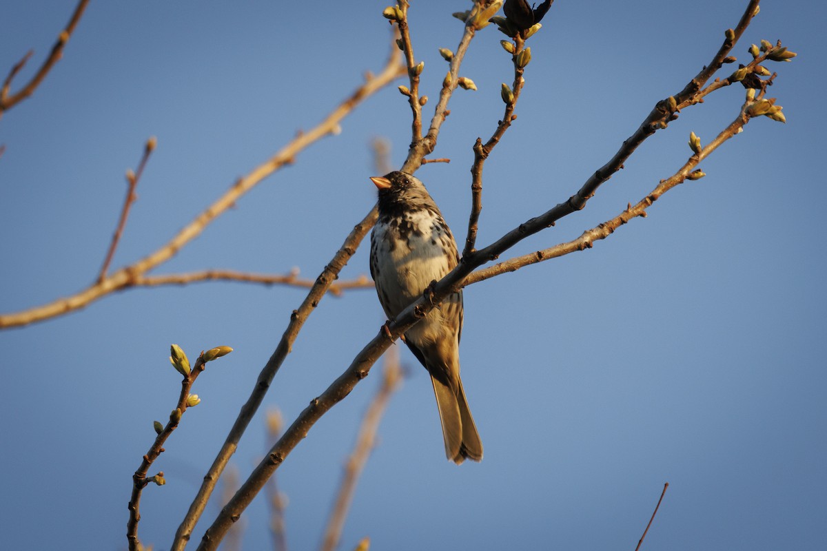 Harris's Sparrow - ML633480996