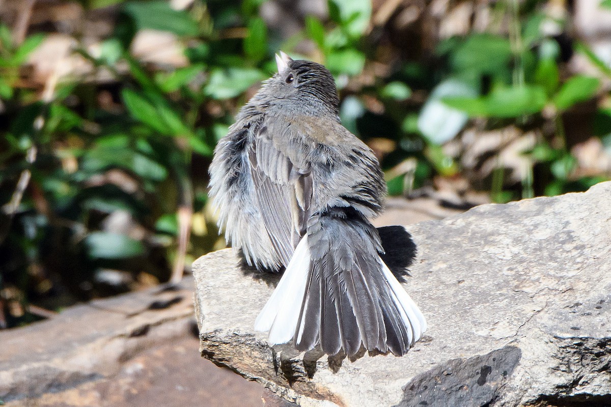 Dark-eyed Junco - ML633481075