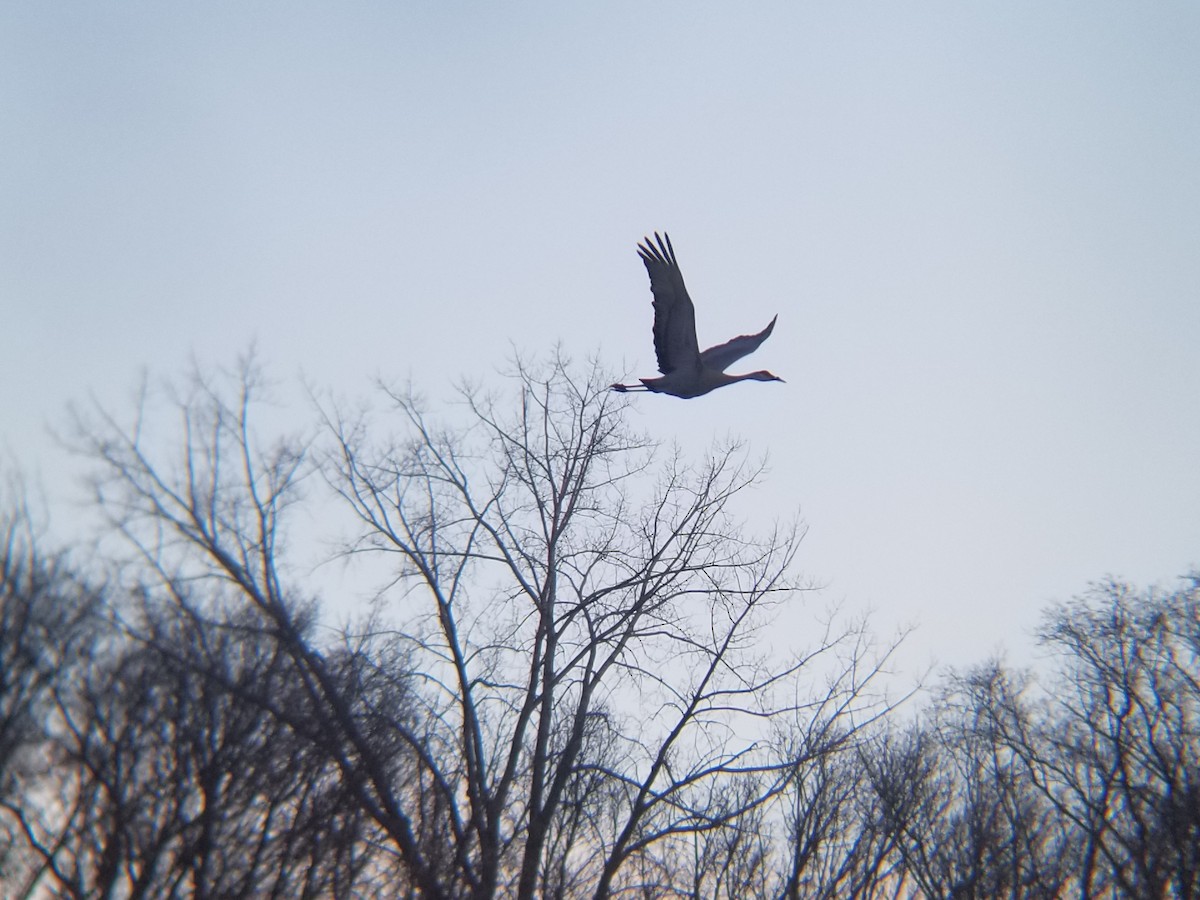 Sandhill Crane - ML633481103