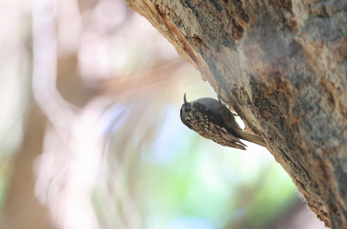 Brown Creeper - ML633481207