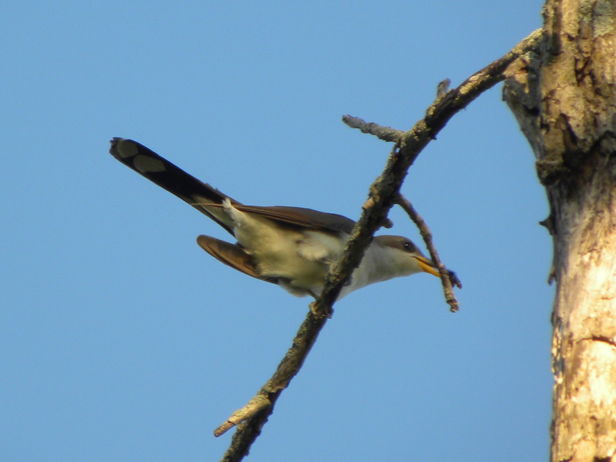 Yellow-billed Cuckoo - ML63348121