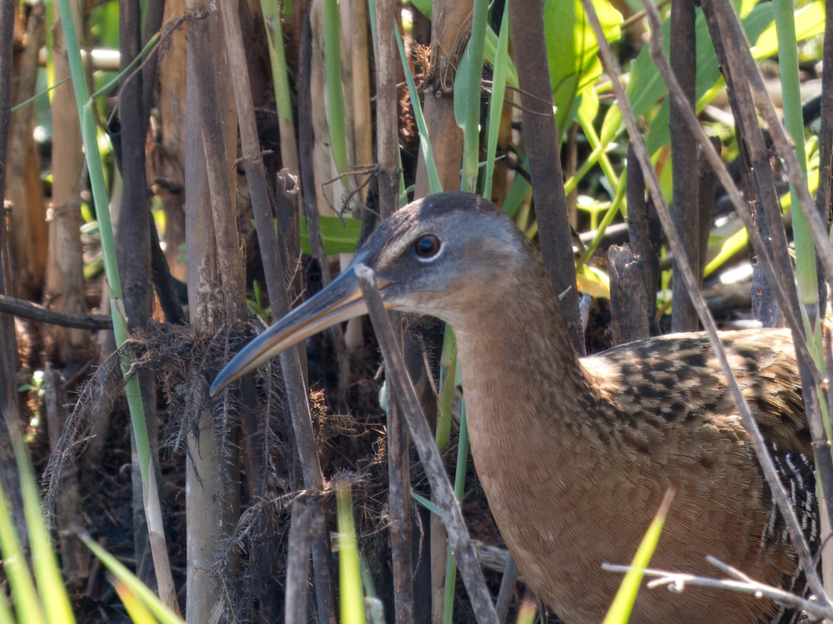 King/Clapper Rail - ML633481246