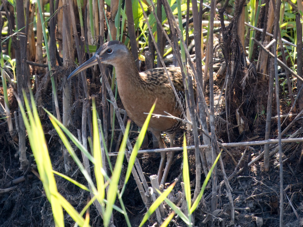 King/Clapper Rail - ML633481247