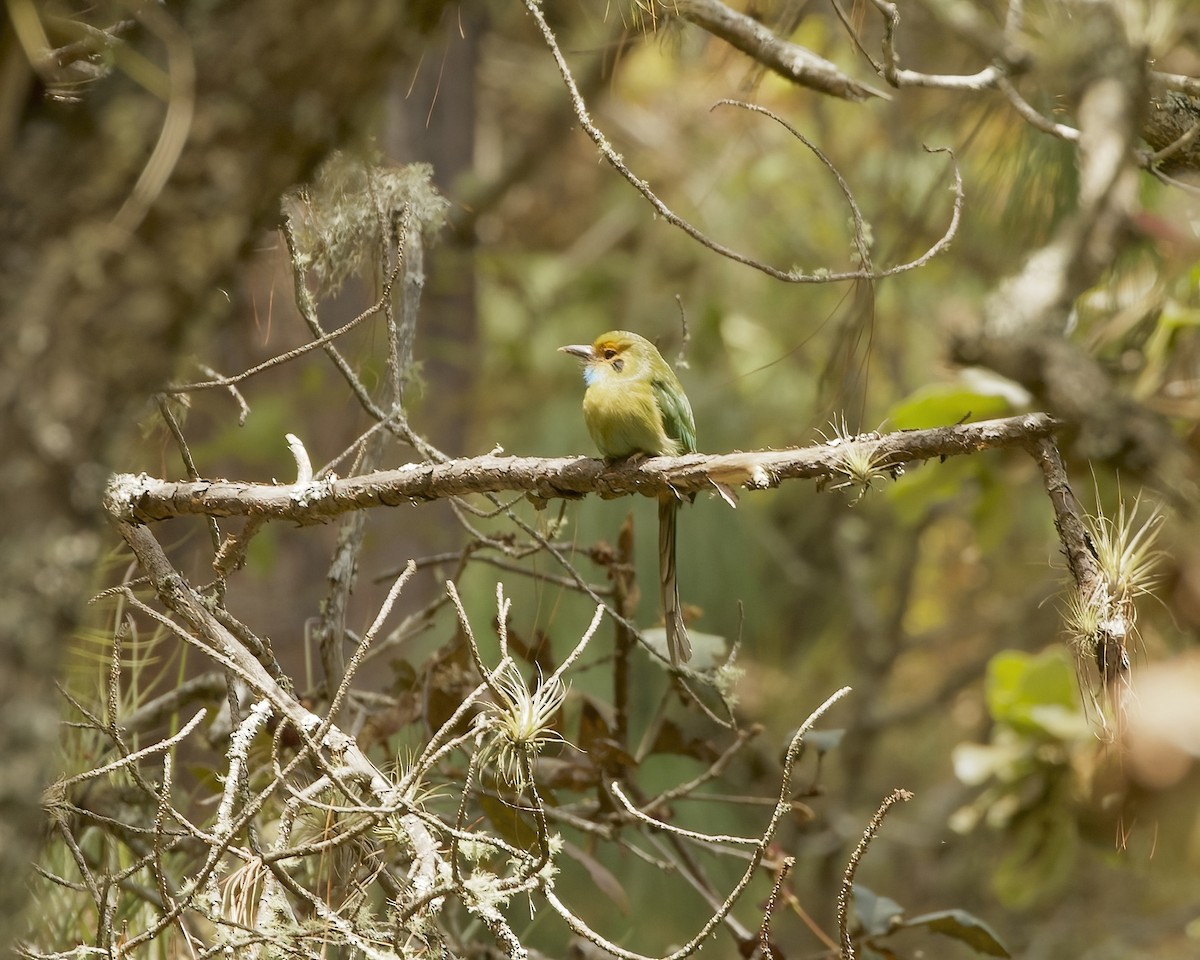 Blue-throated Motmot - ML633481269