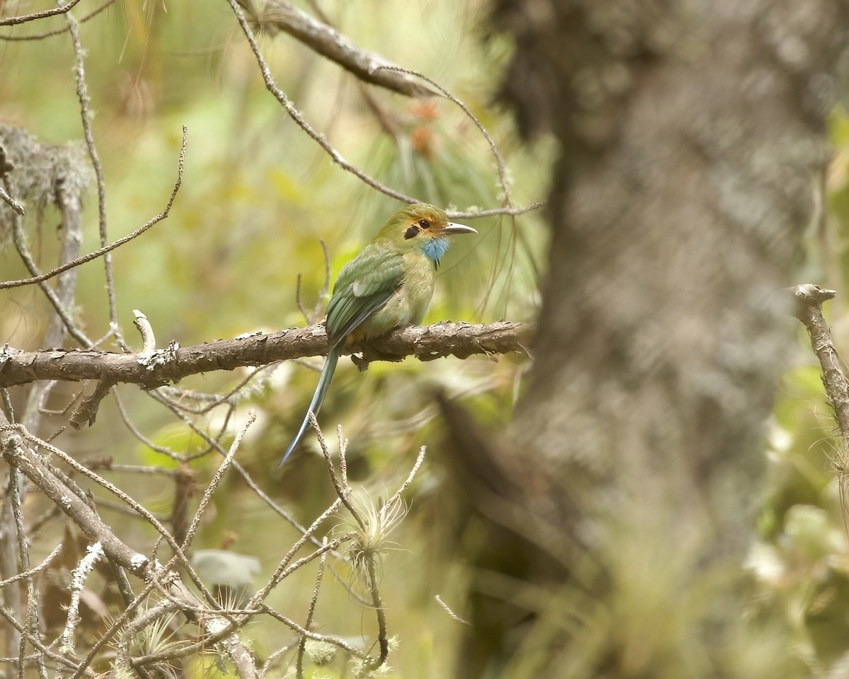 Blue-throated Motmot - ML633481270