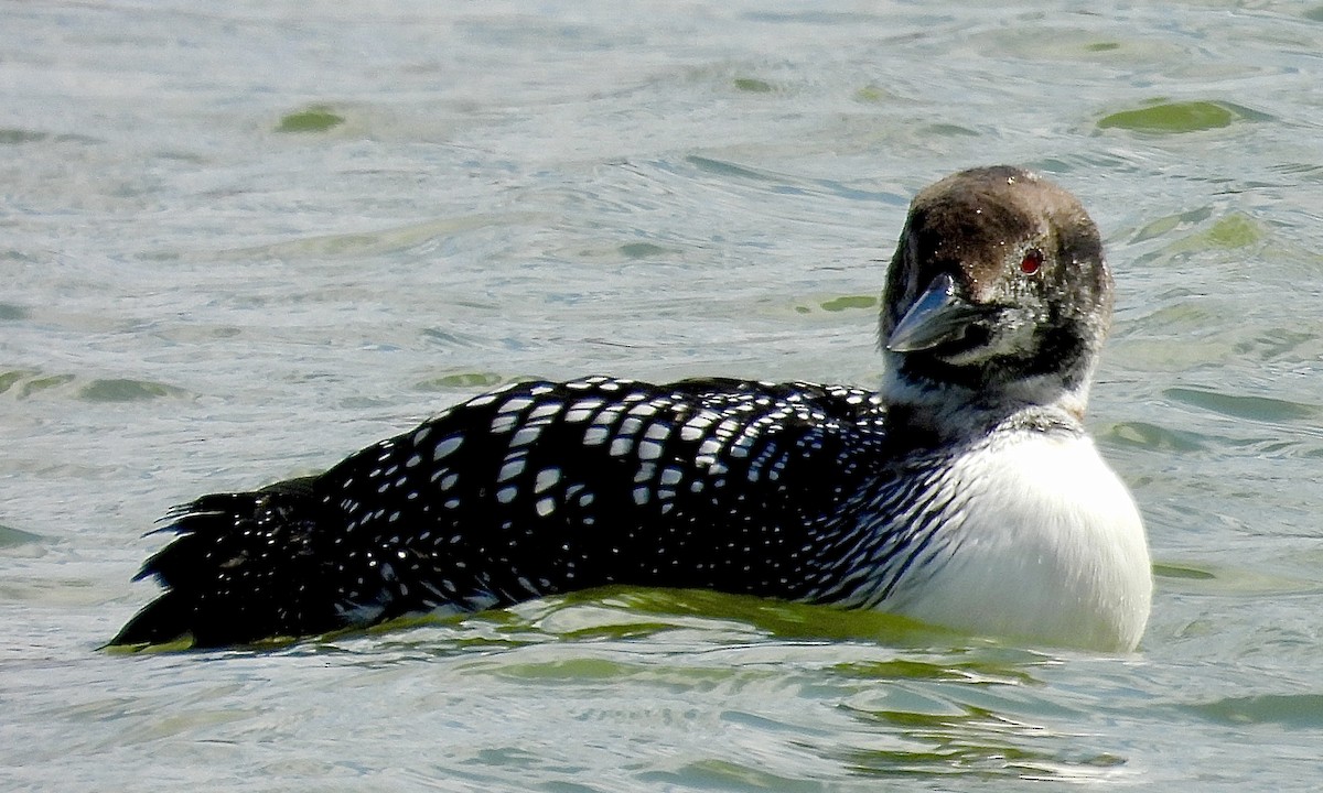 Common Loon - ML633481276