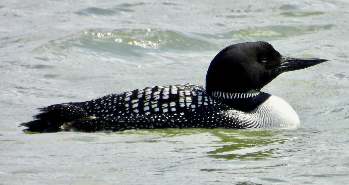 Common Loon - ML633481278