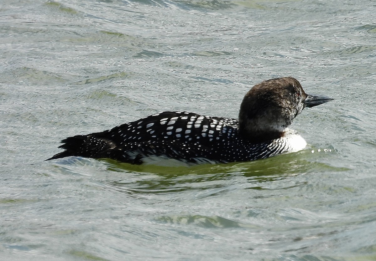Common Loon - ML633481279