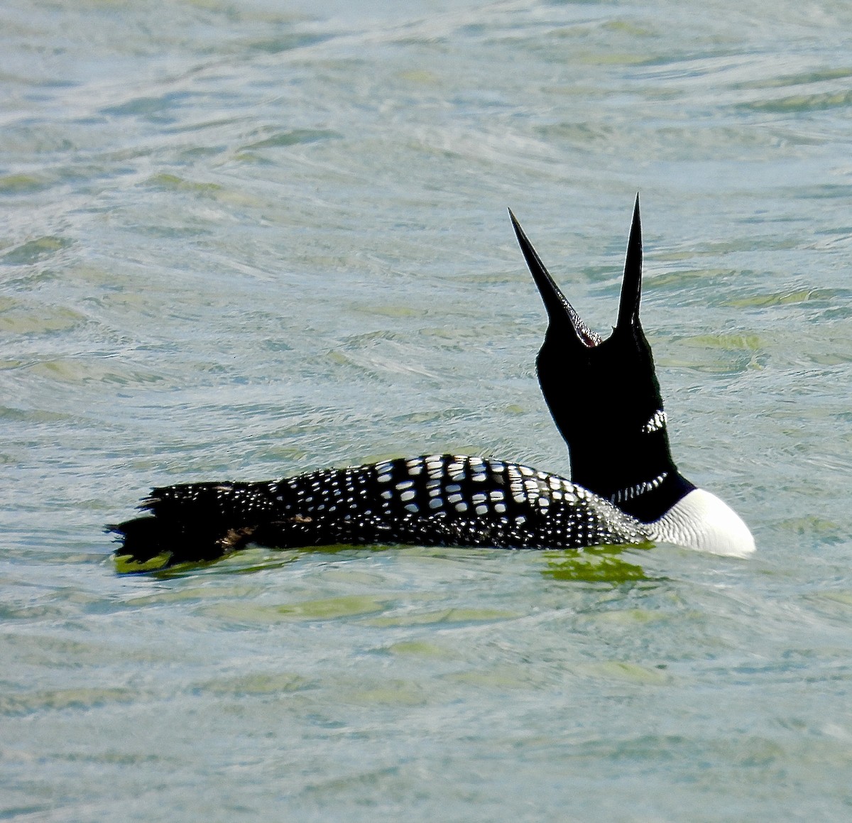 Common Loon - ML633481281