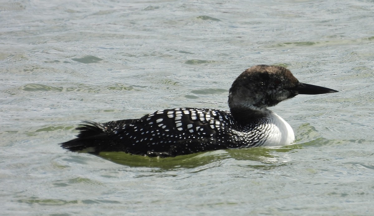 Common Loon - ML633481282