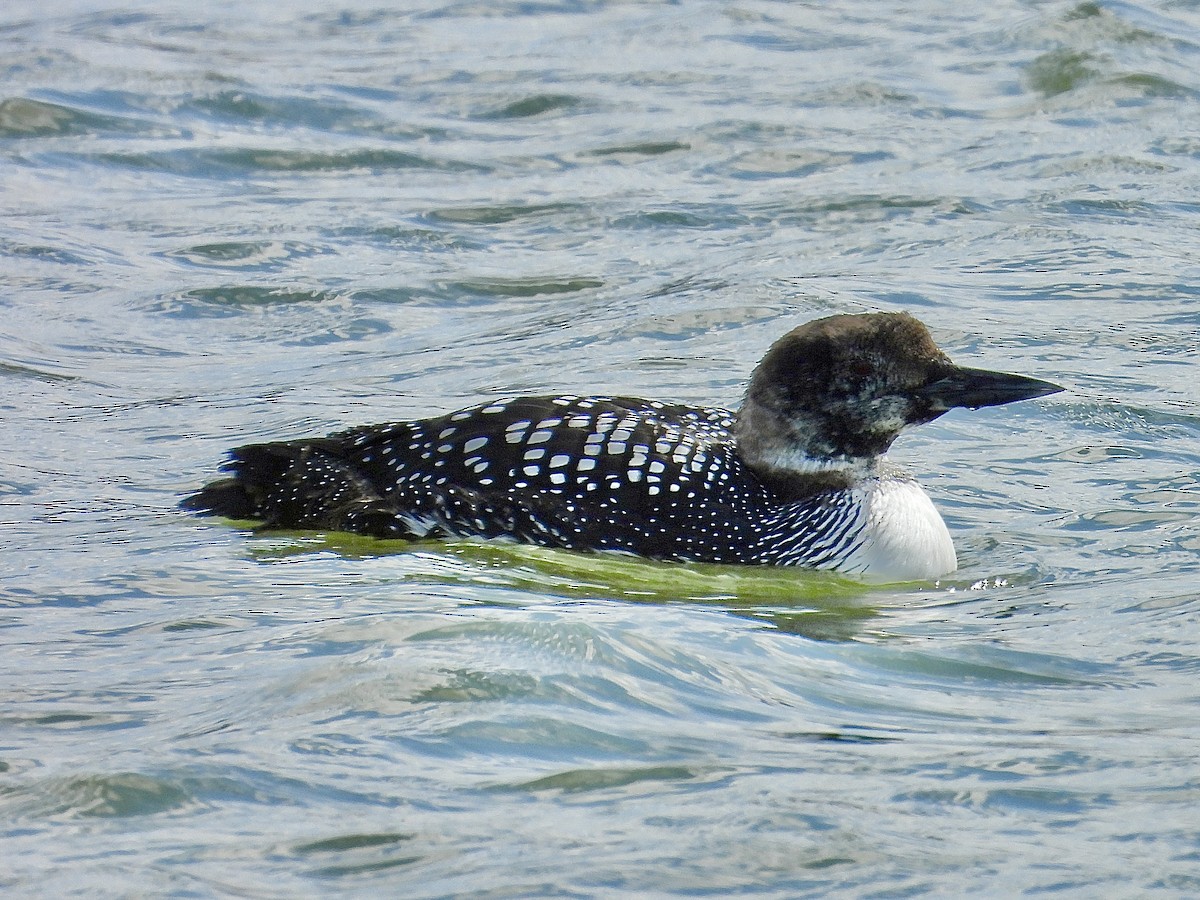 Common Loon - ML633481283