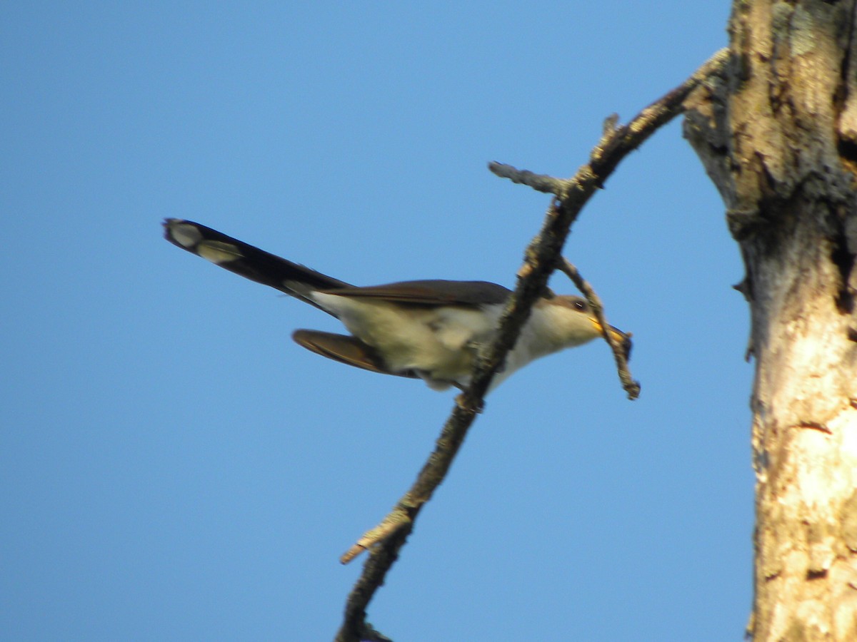 Yellow-billed Cuckoo - ML63348131