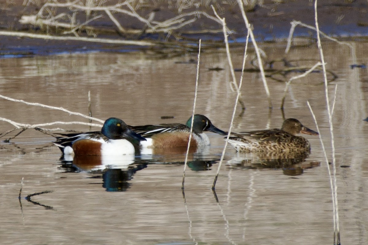 Blue-winged Teal x Northern Shoveler (hybrid) - ML633481356