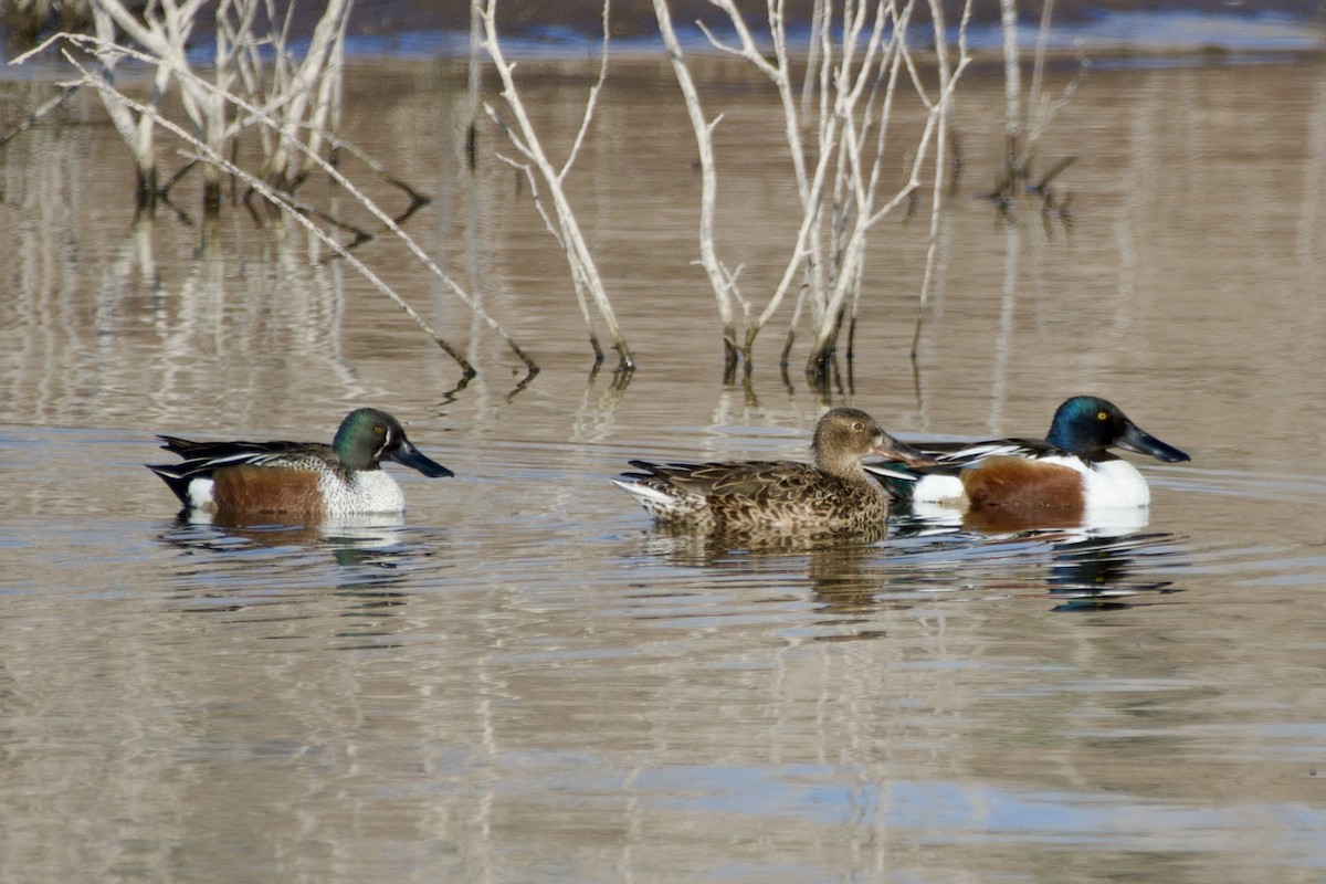 Blue-winged Teal x Northern Shoveler (hybrid) - ML633481357