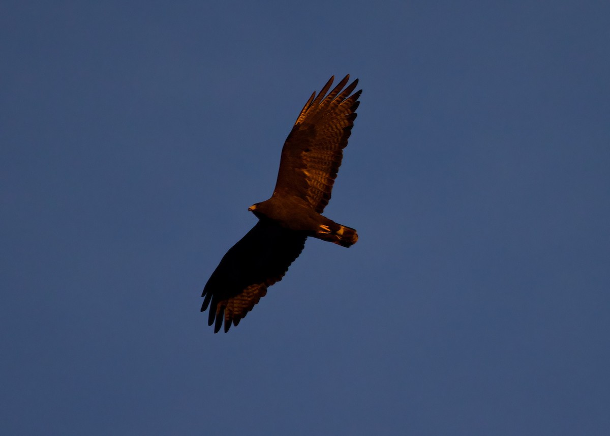 Zone-tailed Hawk - ML633481358