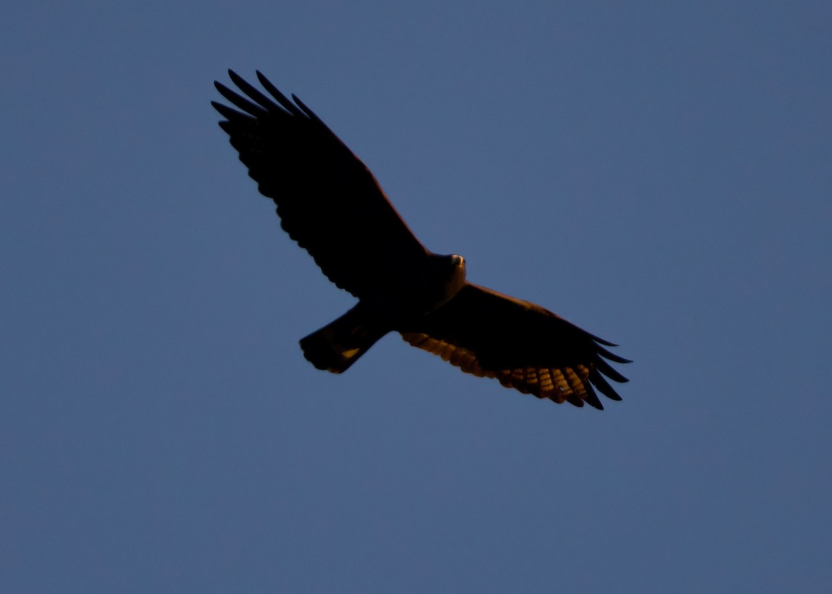 Zone-tailed Hawk - ML633481361