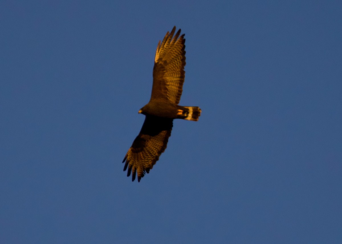 Zone-tailed Hawk - ML633481362