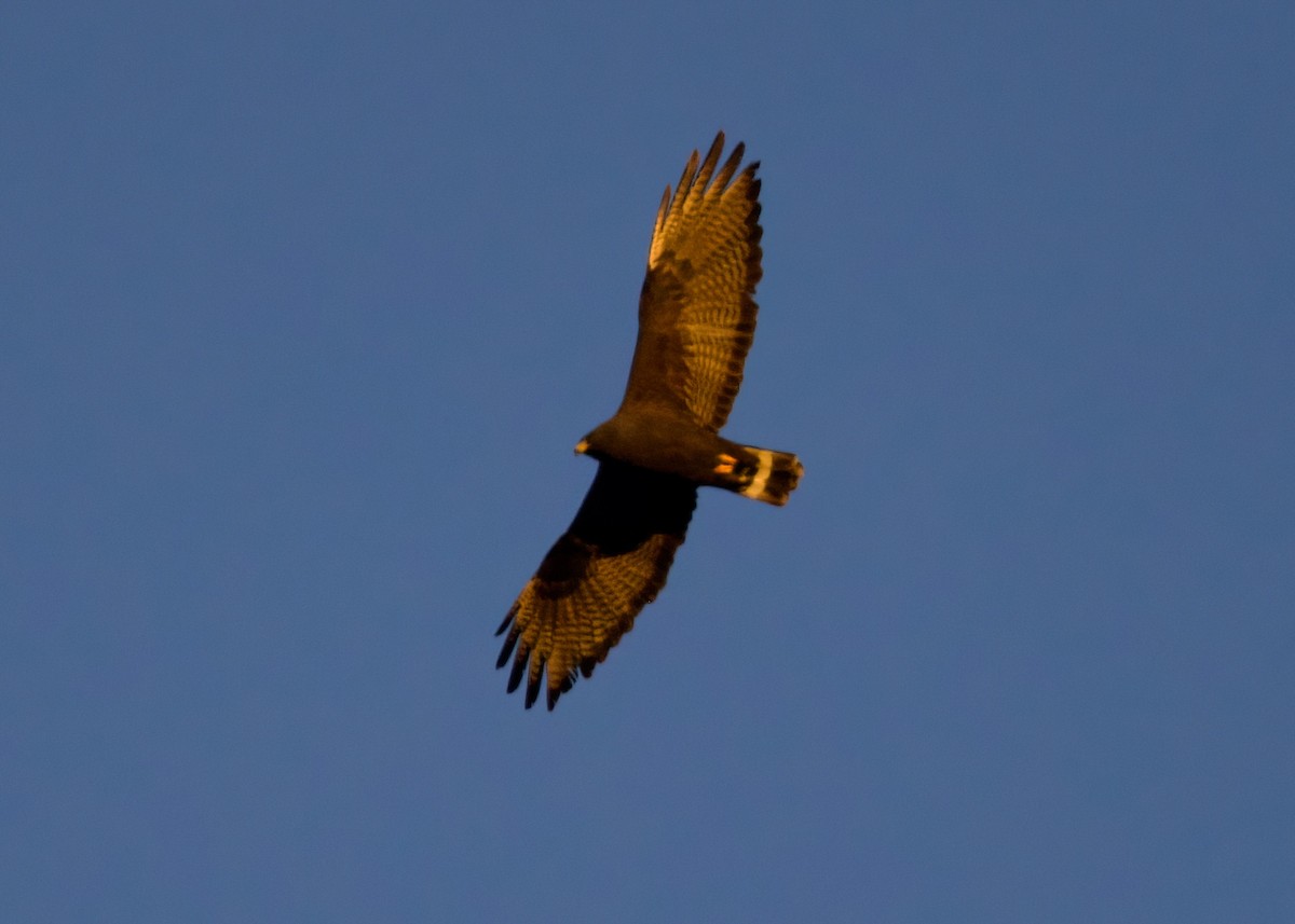 Zone-tailed Hawk - ML633481363