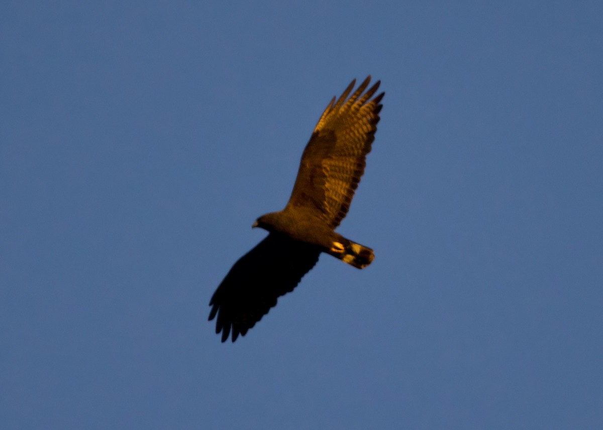 Zone-tailed Hawk - ML633481364