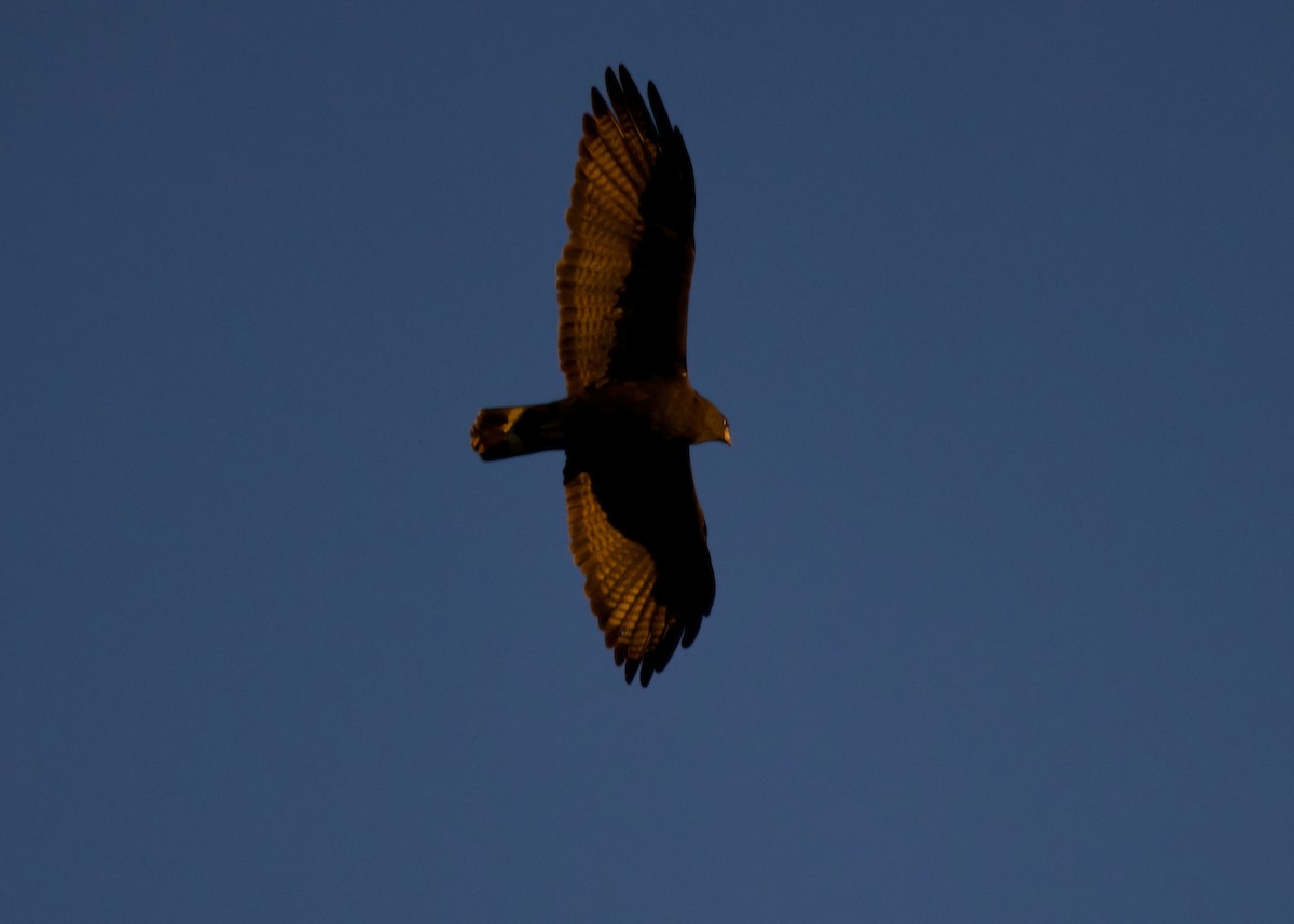 Zone-tailed Hawk - ML633481366