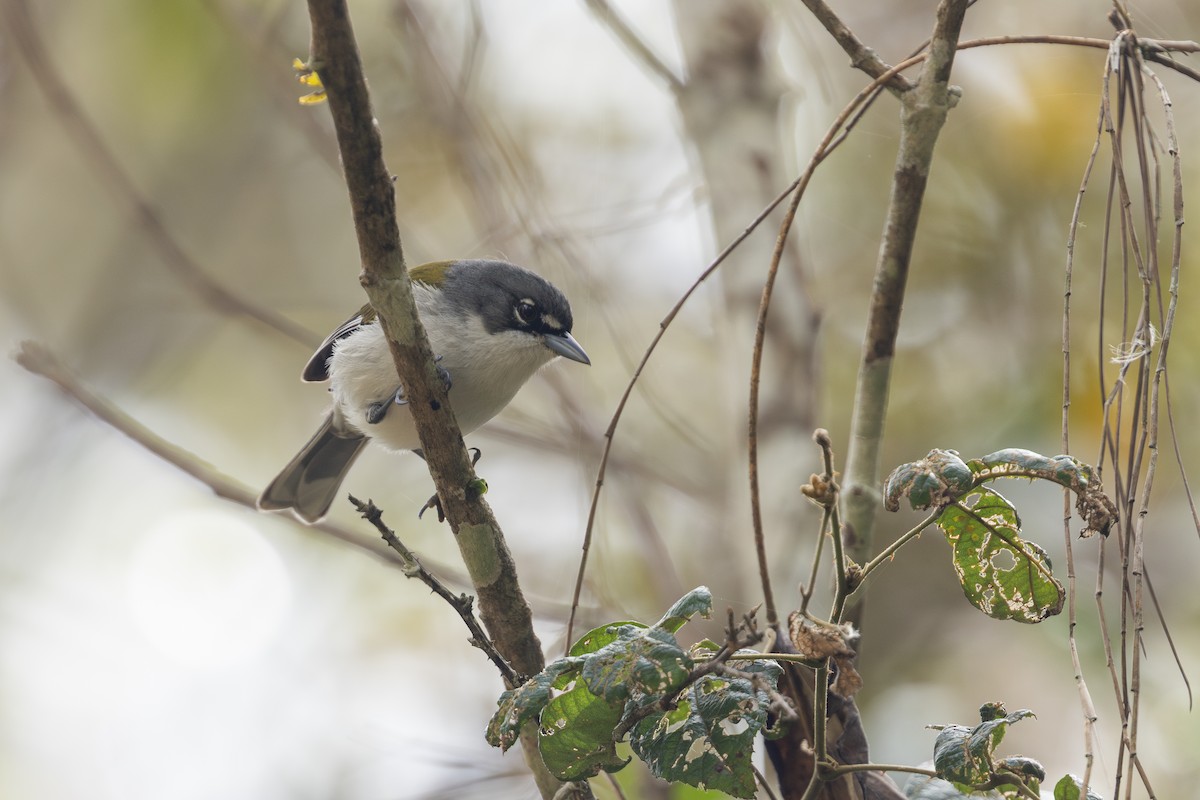 ハジロアメリカムシクイ - ML633481452