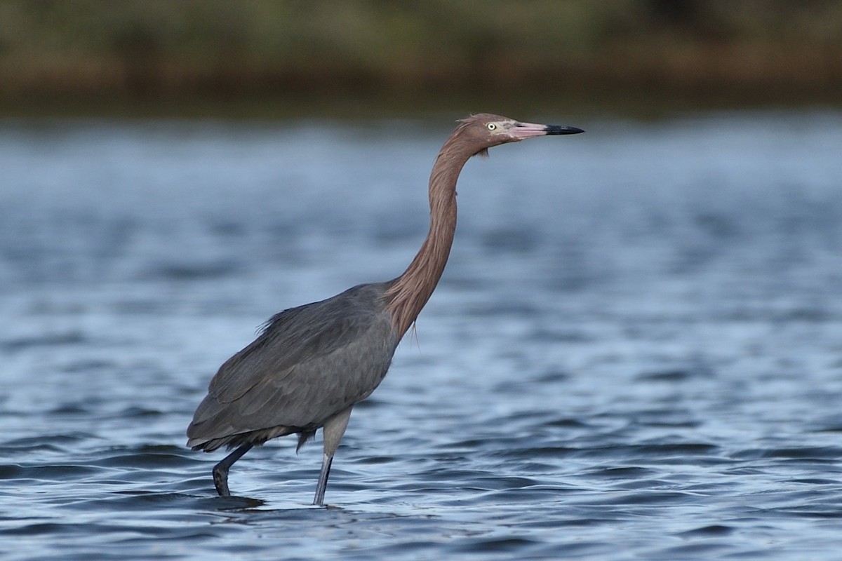 Reddish Egret - ML63348151