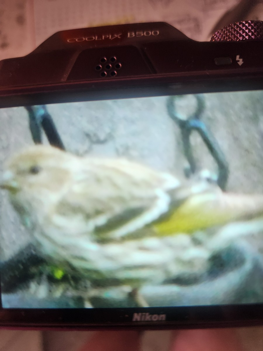 Pine Siskin - ML633481707