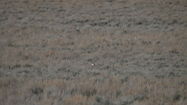 Gunnison Sage-Grouse - ML633481783