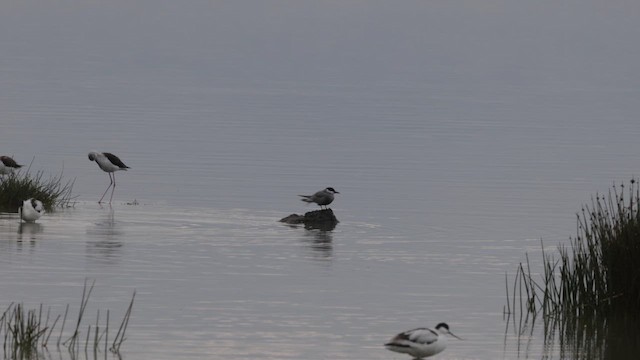 Whiskered Tern - ML633481792