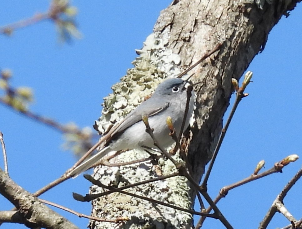 leskot modrošedý - ML633481868