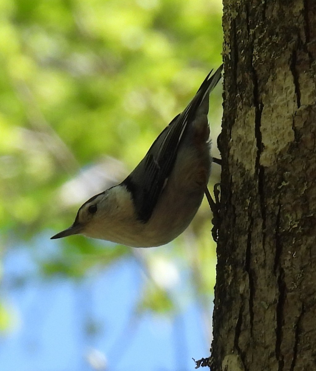 White-breasted Nuthatch - ML633481885