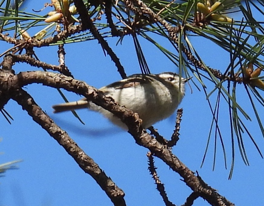 Golden-crowned Kinglet - ML633481992