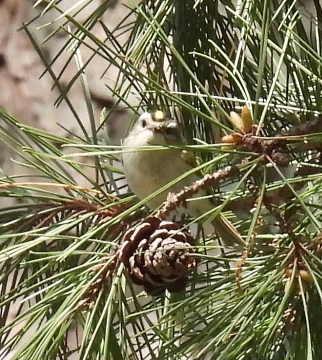 Golden-crowned Kinglet - ML633481993