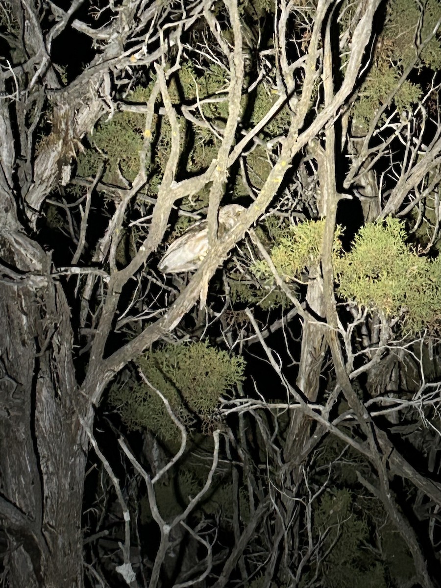 Northern Saw-whet Owl - ML633481999