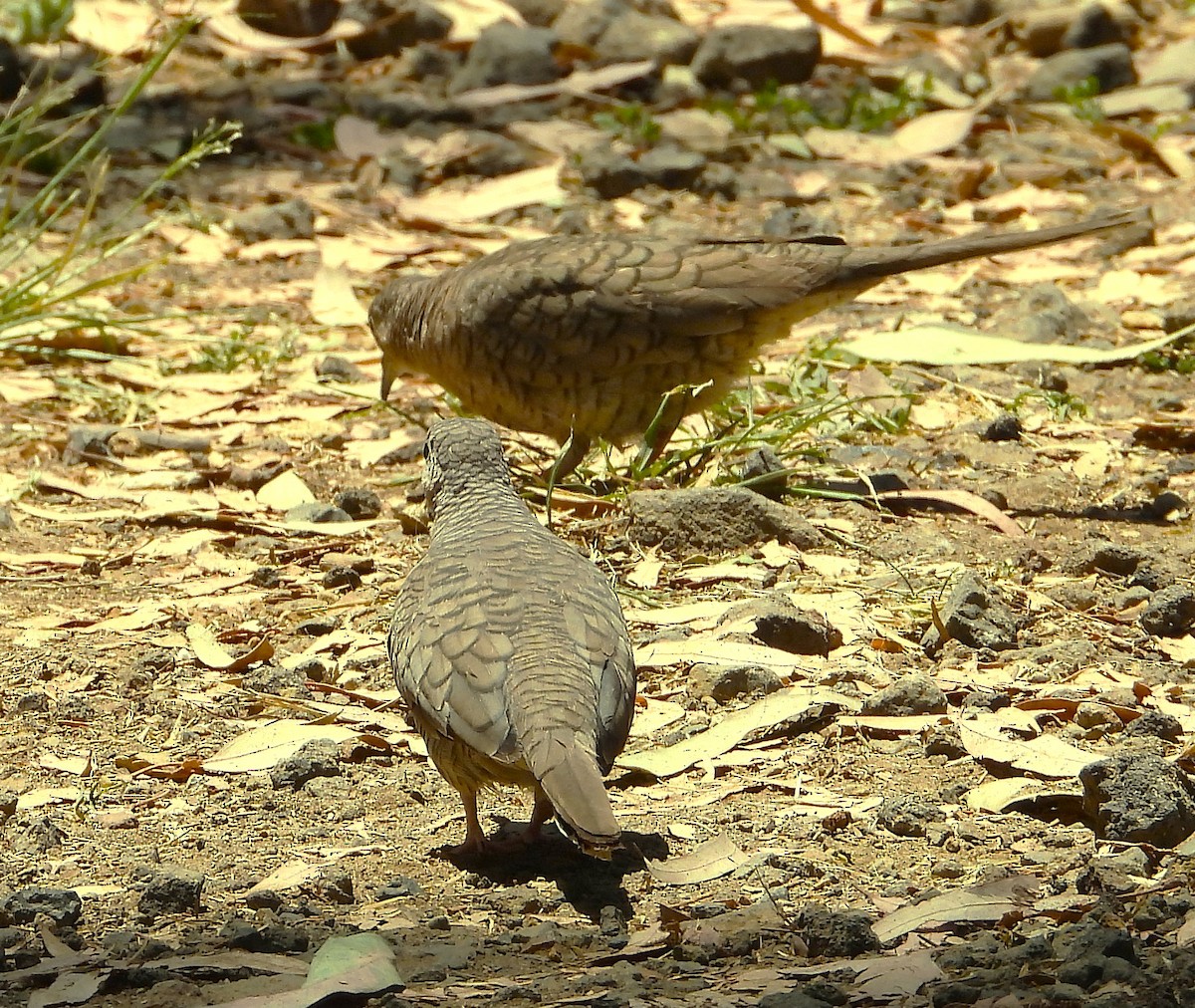 Inca Dove - Guadalupe Esquivel Uribe