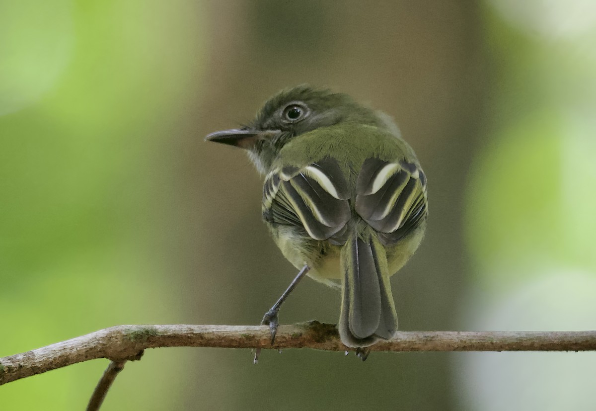 White-eyed Tody-Tyrant - Ken Rosenberg