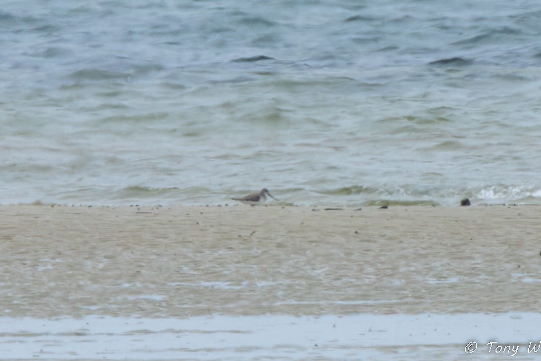 Terek Sandpiper - ML633482035
