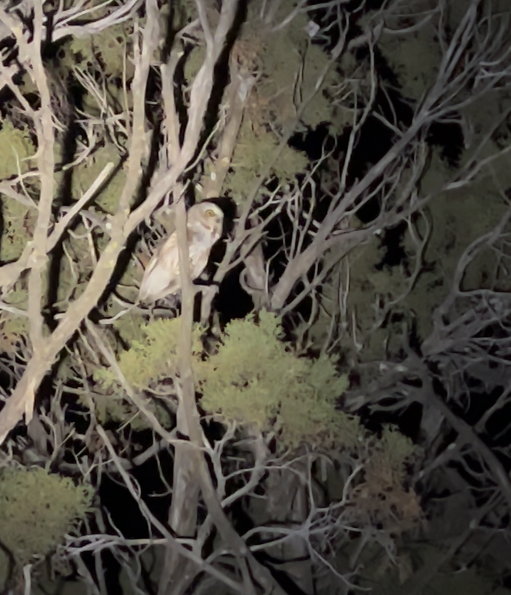 Northern Saw-whet Owl - ML633482127