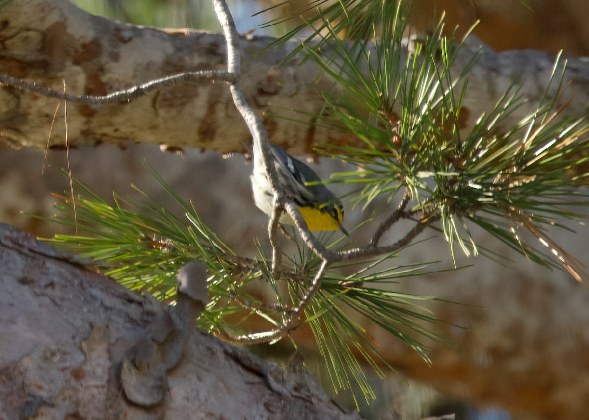Grace's Warbler - ML633482194