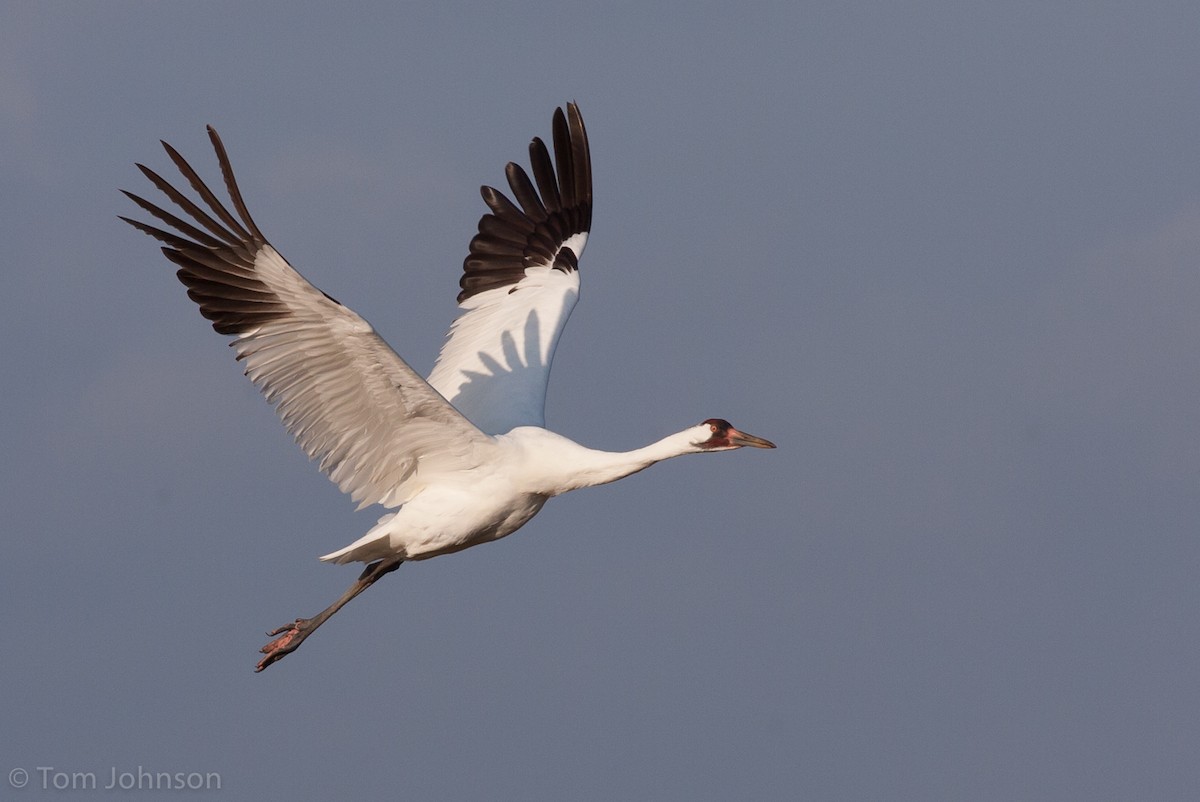Whooping Crane - Tom Johnson
