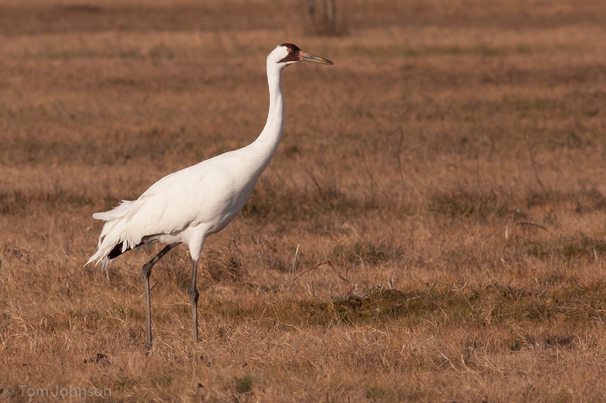 Whooping Crane - ML63348231