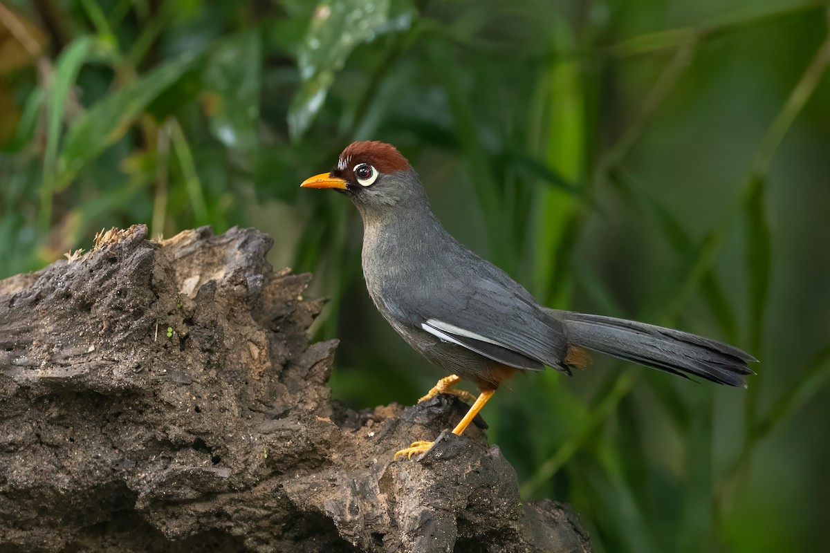 Chestnut-capped Laughingthrush - ML633482370