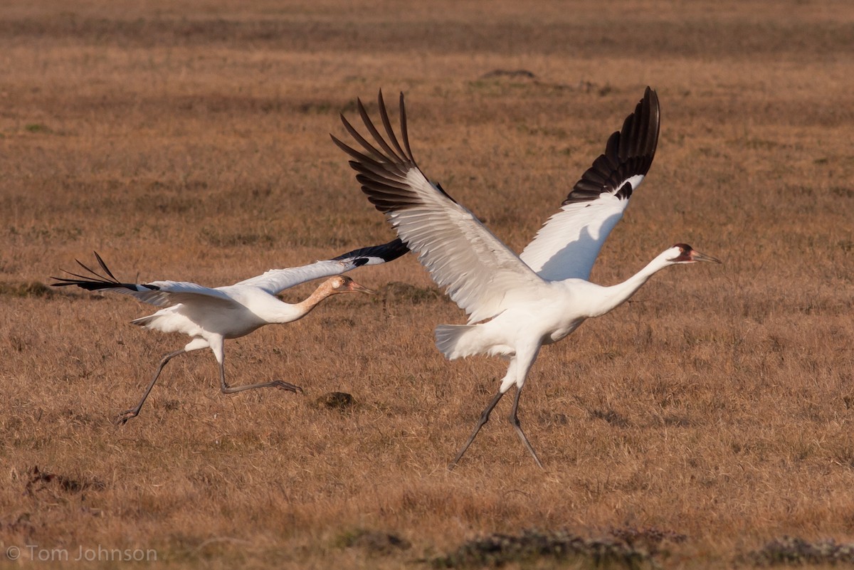 Whooping Crane - ML63348241