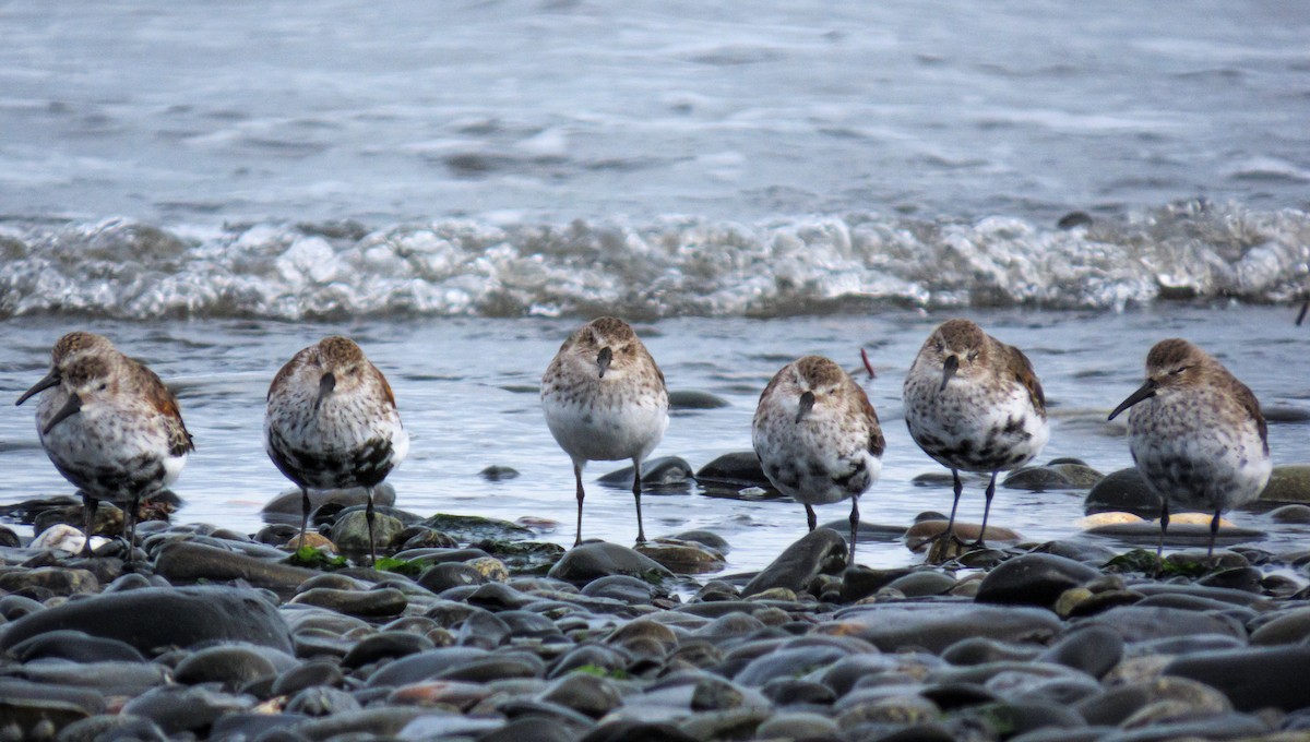 Dunlin - Randy Weisser