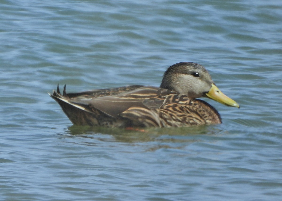 Mexican Duck - ML633482438