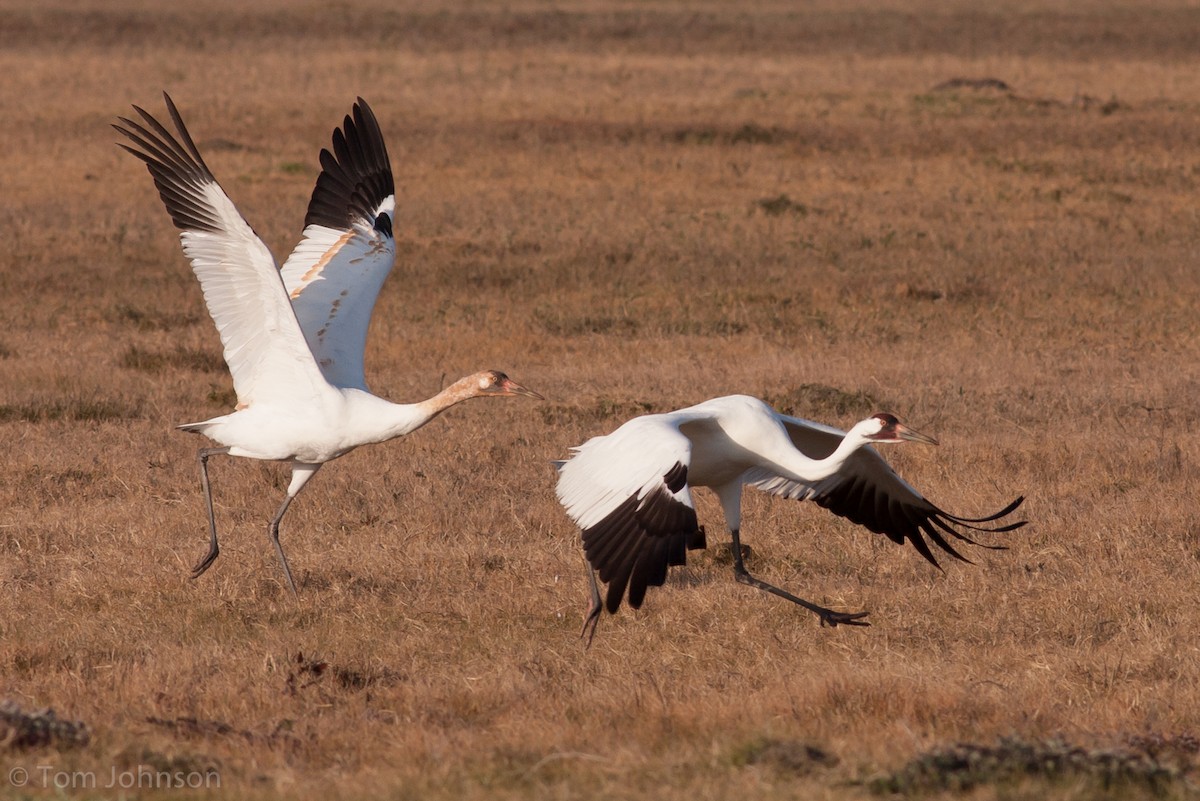 Whooping Crane - ML63348251