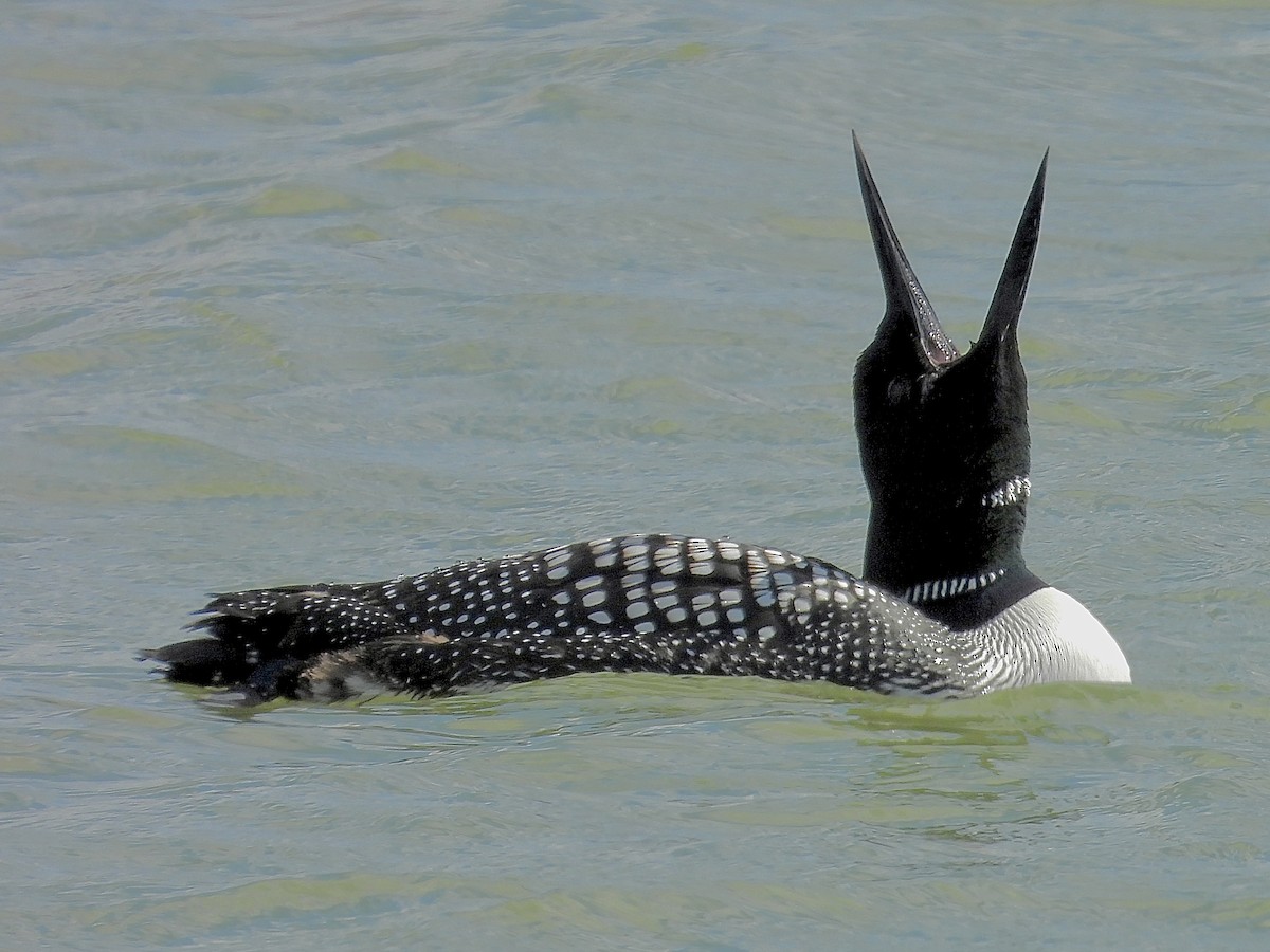 Common Loon - ML633482777