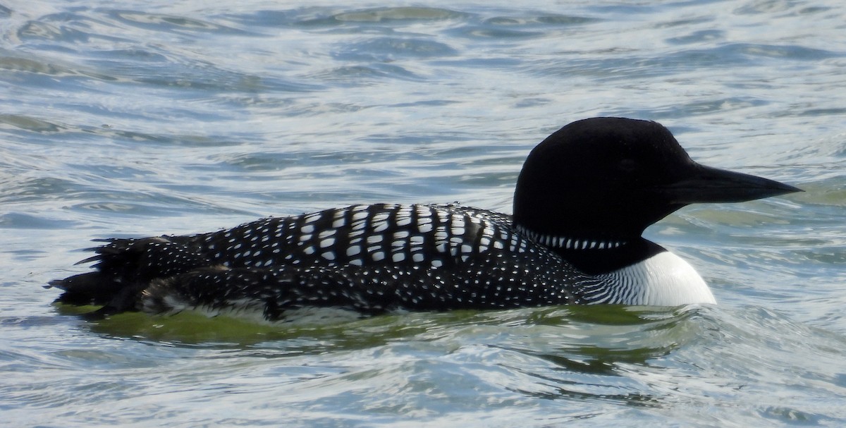 Common Loon - ML633482778